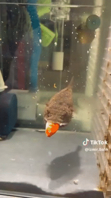 globe avale dej goute midi pred plat dine yum gobe meal 4h slurp findus fish