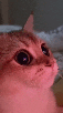 chat-cur-cute-hypnotic
