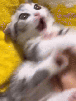 chat-choque