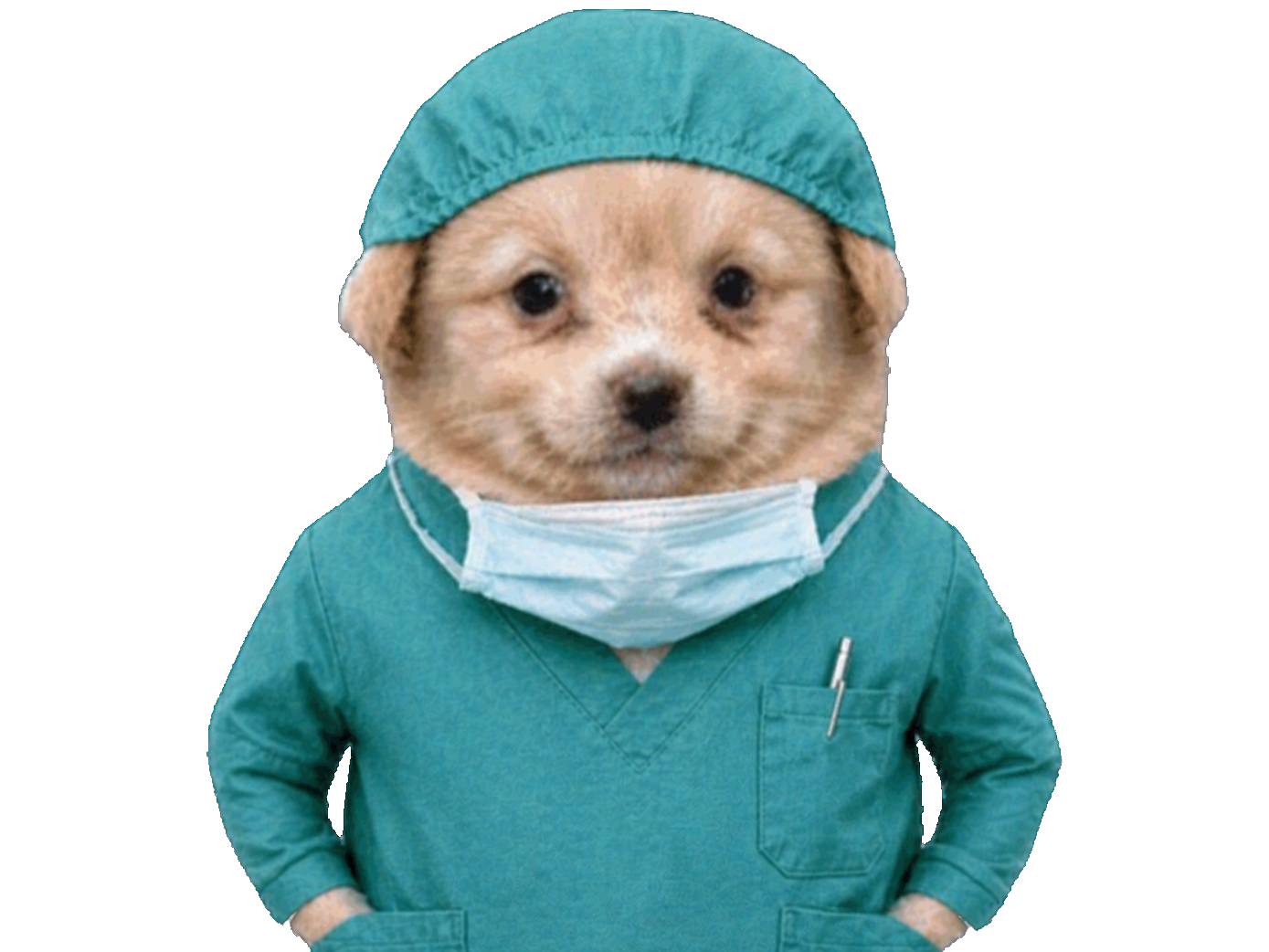 chien patron chirurgien