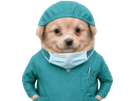 chien-patron-chirurgien