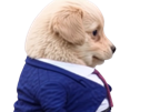 chien-patron-pensif