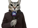 chat-gris-reporter-reportage-journaliste-micro-media-journaux