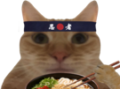 chat-miroir-nouilles-ramen