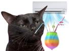 chat-clim-cocktail-noir-frais-ete-sirop