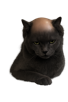 chauve-calvitie-chat-celestin-triste-baldcat-bide-echec-rsa-aah-brise-canicule-bg-cuck-calvichat