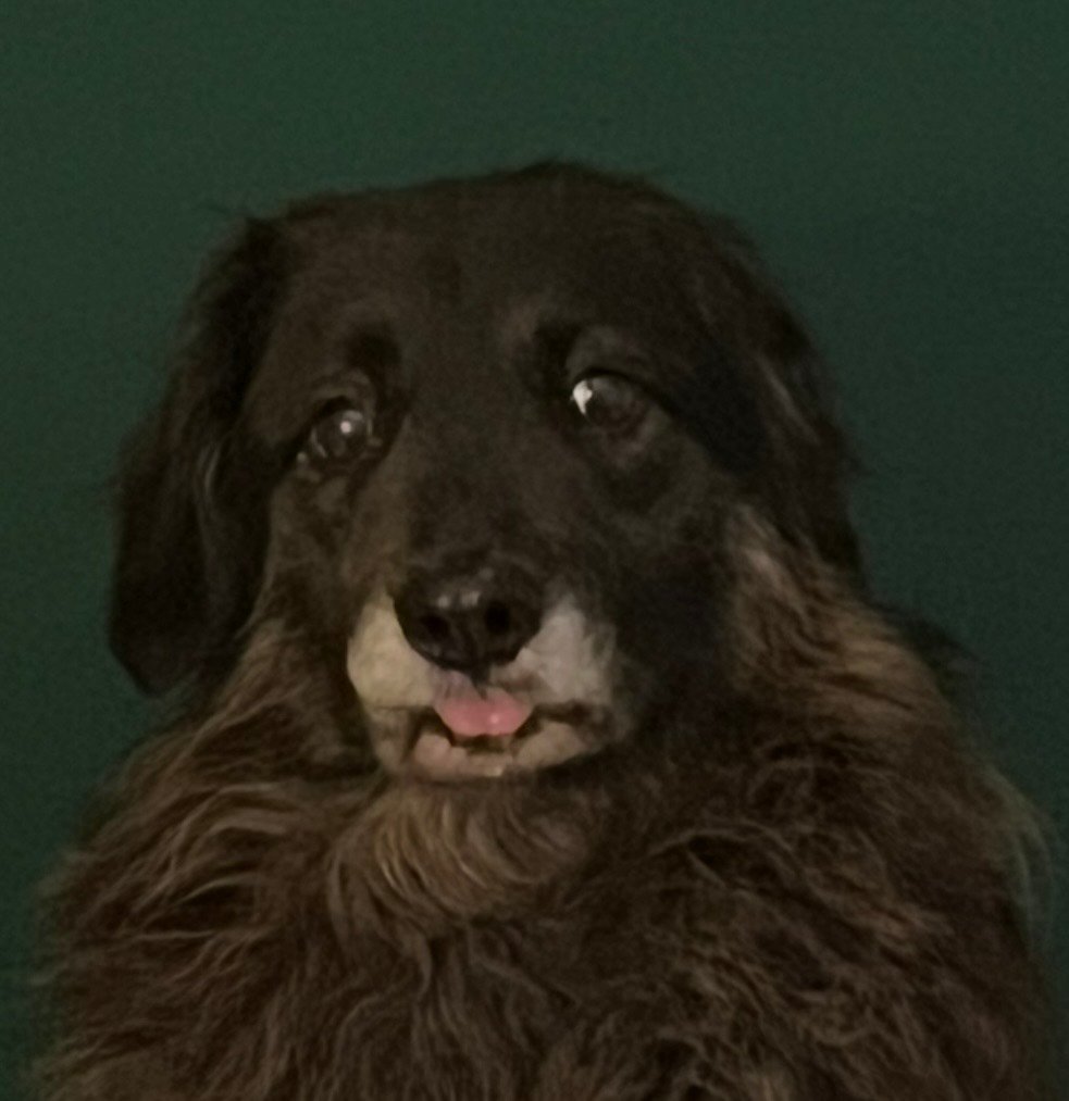 doggo puzzle meme