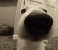 chien-truffe