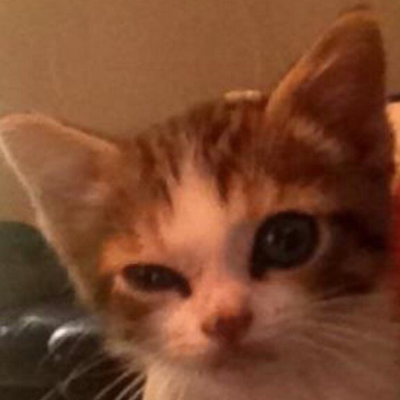 chat doute meh