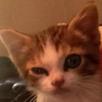 chat-doute-meh