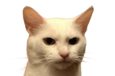 chat doute meh