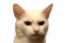 chat-doute-meh