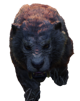skyrim-smilodon