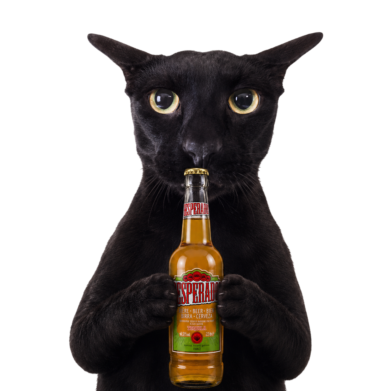 canuche desperado biere chat