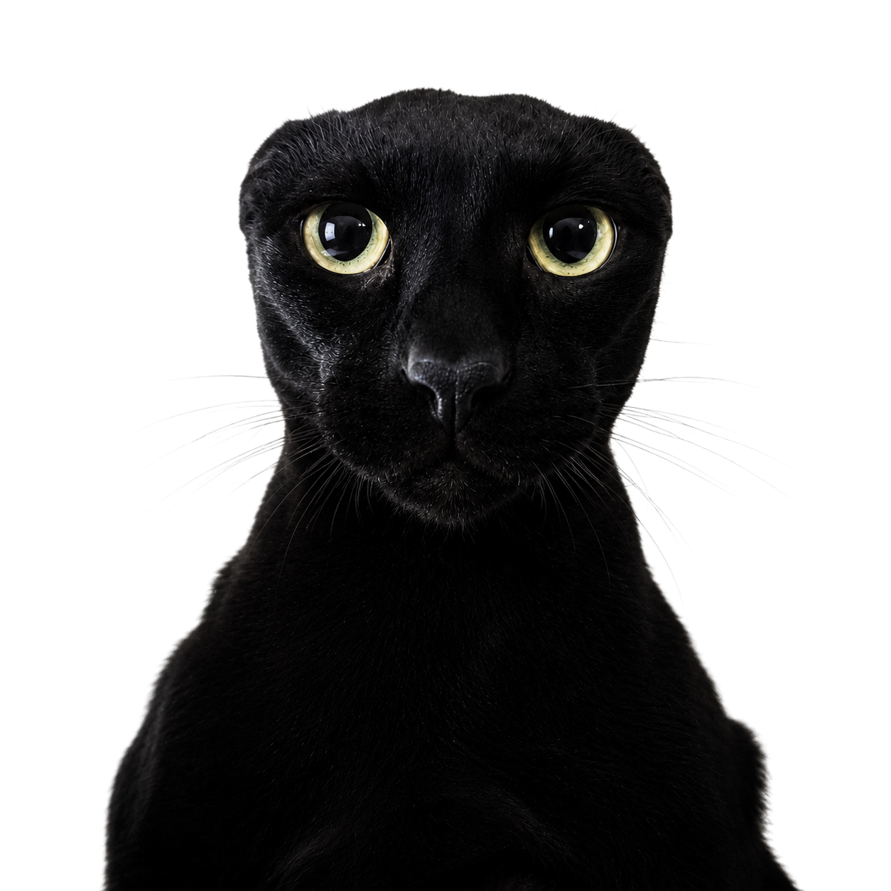 chat mordor oreille depite