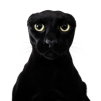 chat-mordor-oreille-depite