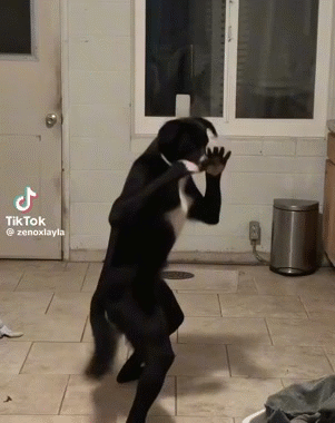 lutte wwf prise tech judo jutsu karate krav combo wasted roll knock kombat kungfu perro