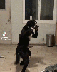 lutte-wwf-prise-tech-judo-jutsu-karate-krav-combo-wasted-roll-knock-kombat-kungfu-perro