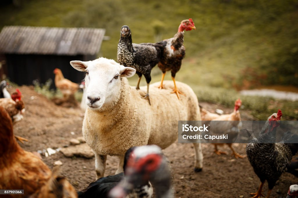 mouton coq france maroc riding brised over poulet chicken ferme arabe francais match foot 2026