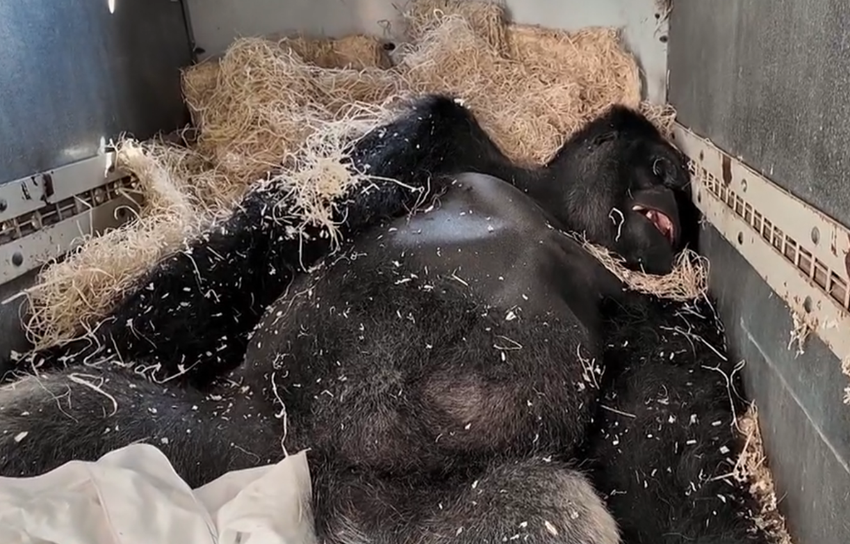 gorille dort dors anesthesie zoo dormir dodo endormi