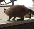 chat-saut-rate-echec-tant-pis-je-meurs-gif