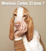 chien-moui-certes-accord-ok-donc-mmmoui-oui