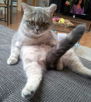 chat-chaton-queue-poils-content-pose