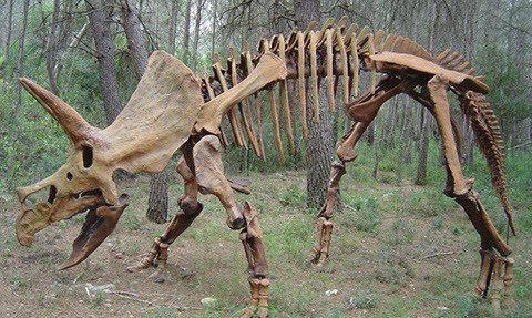 dinosaure fossile