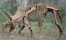dinosaure-fossile