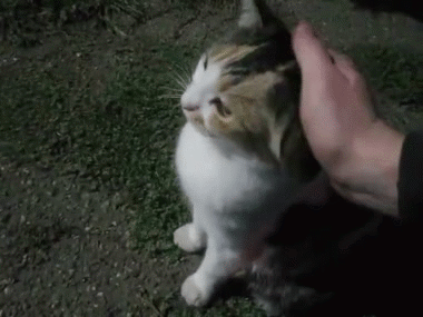 gato meow miaou mao katz kitty