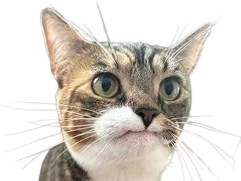 chat meh ok