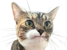 chat-meh-ok
