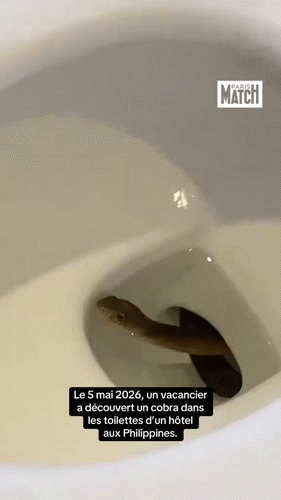 wc toilet bano snake vibora chiotte creep creepy miedo affraid peur tuyau fidi reptil bath