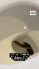 wc-toilet-bano-snake-vibora-chiotte-creep-creepy-miedo-affraid-peur-tuyau-fidi-reptil-bath