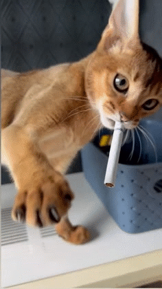cig cana puff ocb ganja beuh def drug meth blunt herb cbd tabac bong thc