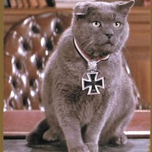 chat gustav romulus papy resistance