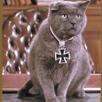 chat-gustav-romulus-papy-resistance