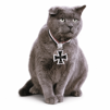 chat-gustav-romulus-papy-resistance