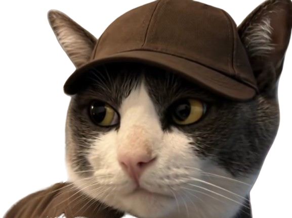 chat casquette yeux marron blanc noir ups regard chad