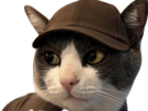chat-casquette-yeux-marron-blanc-noir-ups-regard-chad