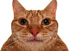 avortin-chat-gif-crache-ntm