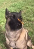 chien-papillon-allemand-berger-chill-calmos-detente-pleinitude