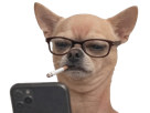 chien-chihuahua-smartphone-telephone-lunettes-fume-cigarette-perplexe-juge-mepris-meprisant-boomer