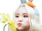 jinsoul-loona-kpop-qlc-lapin-carotte-fleur-mignonne-cute-asiatique-coreenne-coreene-404noelshack-nekoshinoa
