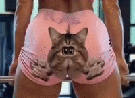 chat-muscu-fit-gym-squat-booty-short-legging-rose