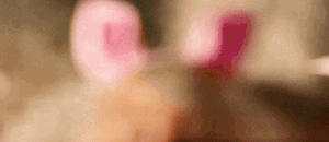 feet pied pieds lapin sydney sweeney rabbit
