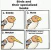 oiseau-bec-nez-jifu-judoka-qui-sioniste-talmud