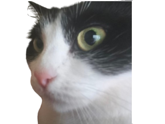 chat intrigue choque chatte