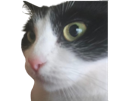 chat-intrigue-choque-chatte