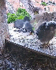 avale-dej-goute-midi-pred-plat-dine-yum-gobe-meal-4h-slurp-hungry-eagle-faucon